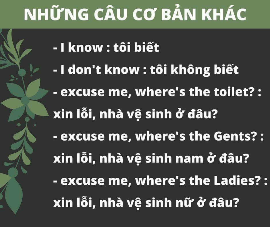 câu giao tiếp